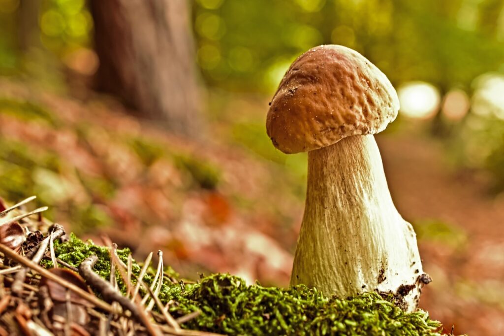 mushroom. Boost immune system 