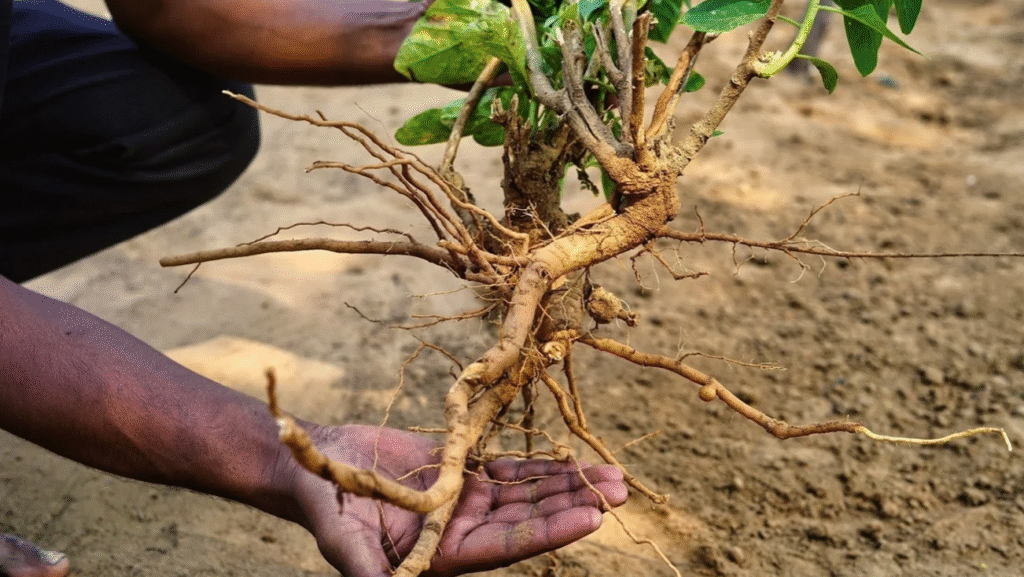 Black Maca Root and Ashwagandha. Welltechie