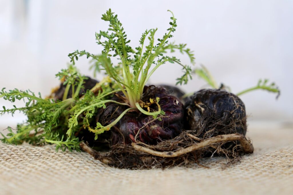 Black Maca Root and Ashwagandha. Welltechie