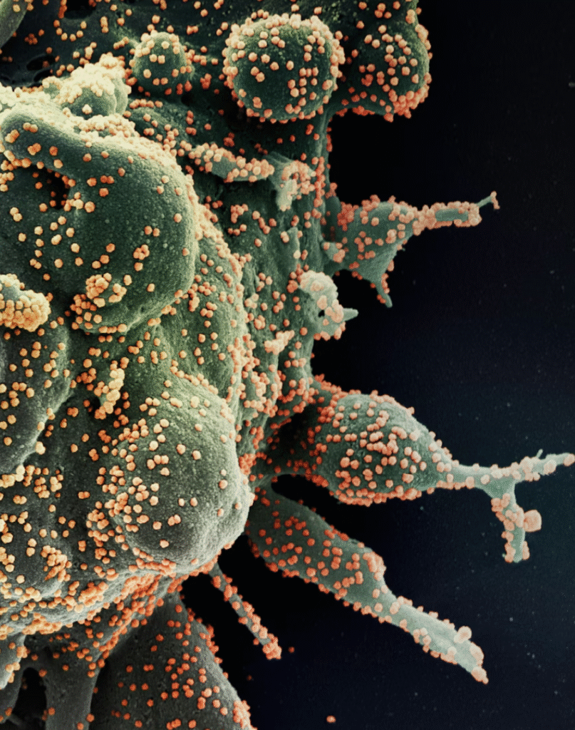 Immune system. Welltechie