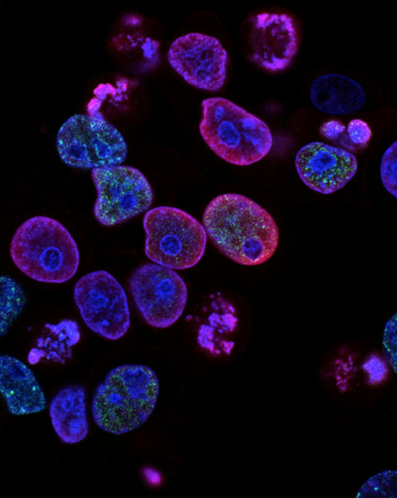 Hormones. Welltechie